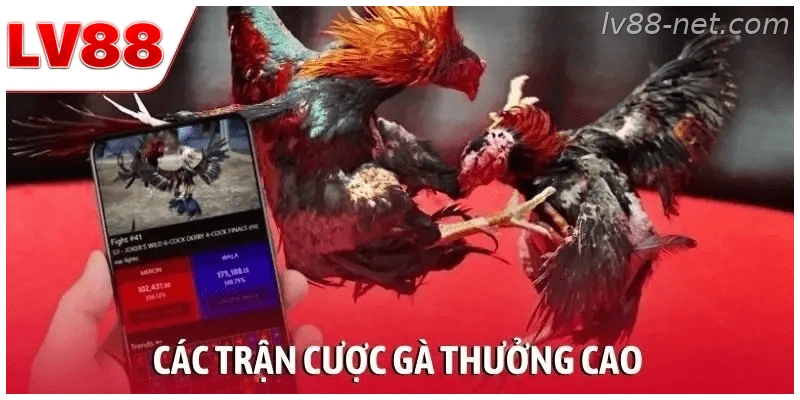 Các trận đá gà trực tiếp với nhiều lựa chọn cược tại LV88