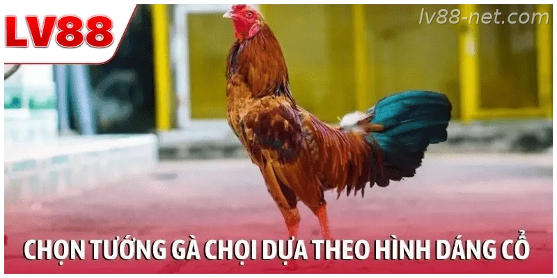 Chọn tướng gà chọi chiến dựa theo hình dáng cổ