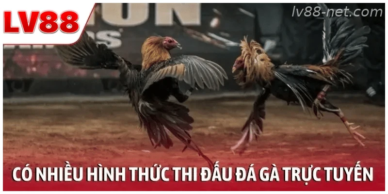Có nhiều hình thức thi đấu trong đá gà trực tuyến