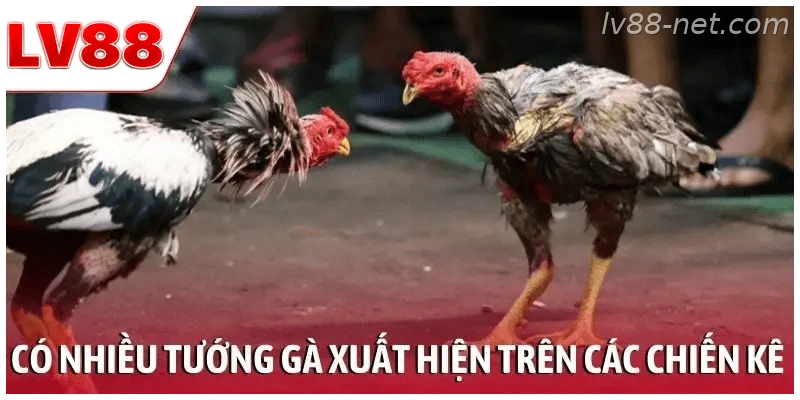 Có nhiều tướng gà xuất hiện trên các chiến kê mạnh