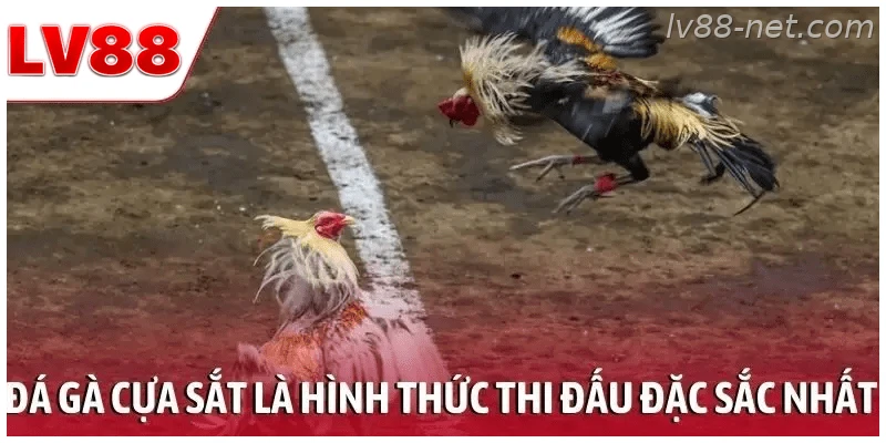 Đá gà cựa sắt là hình thức thi đấu đặc sắc nhất