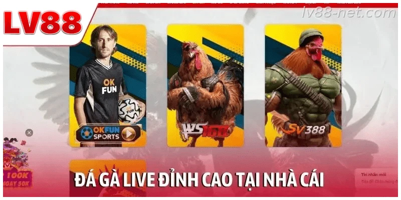 Đá gà live tại LV88