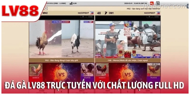 Xem đá gà LV88 trực tuyến với chất lượng full HD