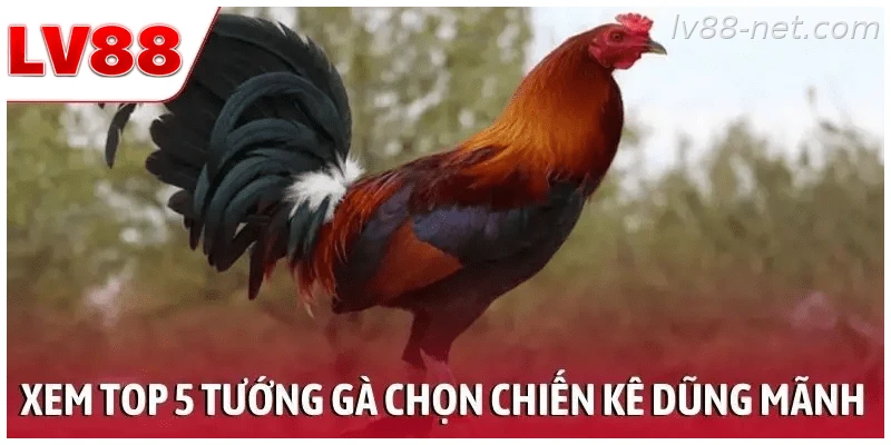 Xem top 5 tướng gà để chọn ra chiến kê dũng mãnh