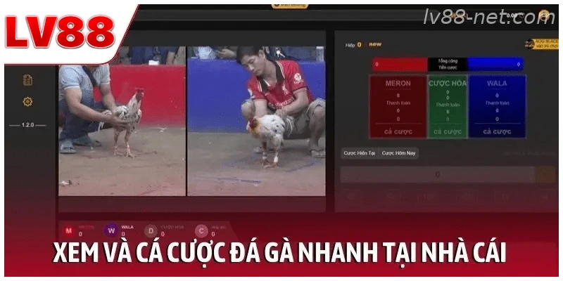 Xem và cá cược đá gà nhanh tại nhà cái trực tuyến